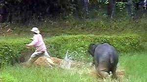 Video: Đàn voi rừng kéo tới tấn công nhà dân ở Đăk Lăk