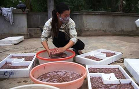 Kỳ thú chuyện chờ... rồng đất xuất hiện ở Hải Phòng