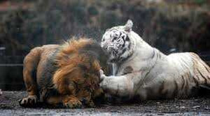 Video: Hổ trắng tả xung hữu đột đánh bại đôi sư tử