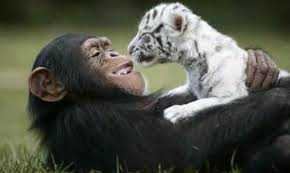 Clip: Tinh tinh chăm hổ trắng như con