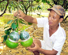 12 triệu đồng cho chùm bưởi hồ lô tứ quý dịp Tết