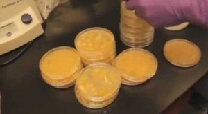 Công nghệ làm pho mát từ vi khuẩn ở rốn, nách và chân