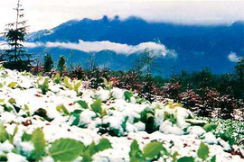 Ai 'vãi muối' ở Lào Cai?