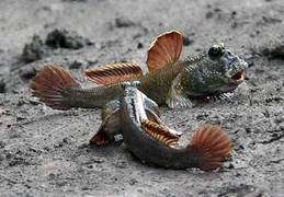 Xem loài cá kỳ lạ nhất hành tinh 'đại chiến' trên cạn