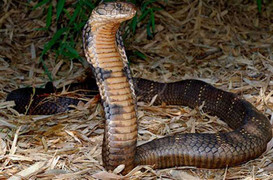 Chuyện hai thợ rắn liều mạng bắt rắn hổ chúa ‘khủng’ ở Gia Lâm