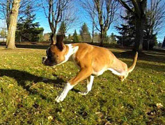 Clip chú chó 2 chân làm 'tan chảy' tim dân mạng