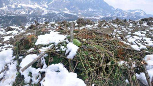 Video: Sa Pa tan hoang sau tuyết