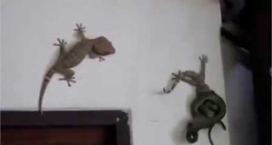 Clip: Tắc kè cả gan cắn rắn độc cứu bạn