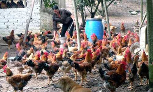 Dân buôn găm hàng Tết, giá thịt ồ ạt tăng