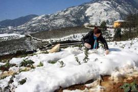 Lào Cai vẫn ngập trong tuyết, thiệt hại hàng chục tỷ đồng