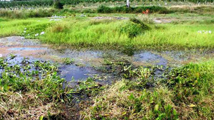 Làm hại cha, con trai bất nhân cõng xác thả xuống ao