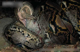 Màn săn mồi rợn người của trăn khổng lồ Amazon