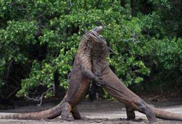 Nín thở xem rồng Komodo ác chiến kinh hoàng