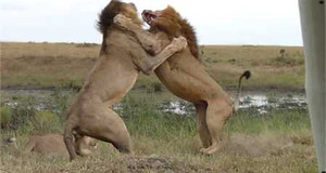Video: Sư tử đực đại chiến giành 'ngôi vương'