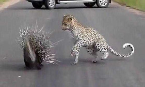 Tròn mắt xem nhím xù lông công thủ báo đốm