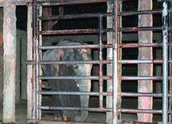 Voi quật chết người ở khu Đại Nam: Lời kể nhân chứng