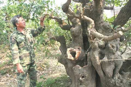 Choáng ngợp vườn cây triệu đô giữa vùng quê nghèo