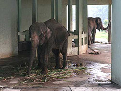 Clip: Voi tấn công, giết chết nhân viên vườn thú Bình Dương