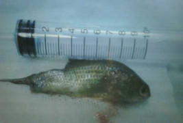 Những tai nạn hy hữu đến khó tin năm 2013