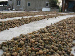 Rùng mình quy trình chôn sấu, quất thối làm mứt Tết