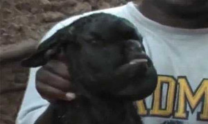 Cận cảnh con dê có khuôn mặt người xôn xao làng quê