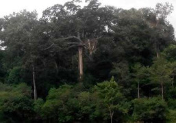 Bí ẩn lời nguyền: 'Rừng loạn luân'