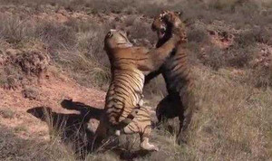 Cười vỡ bụng clip đại chiến của 2 chú hổ