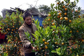 Quất thế đẹp, giá khủng ế khách chơi