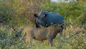 Clip: Tê giác giương oai trước đàn sư tử