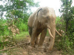 Đắk Lắk: 30 con voi rừng rầm rập tấn công thị trấn