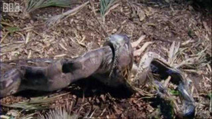 Kinh hoàng giây phút trăn nuốt trọn nai rừng