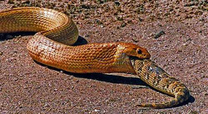 Rợn người cảnh rắn phục kích, ăn thịt đồng loại