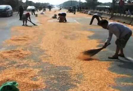 'Hôi bắp' ở Đồng Nai: Kém nghiêm trọng, không xử lý?