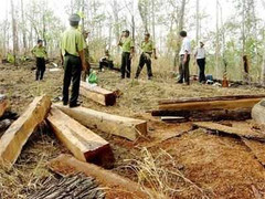 Lâm tặc cưa đứt cánh tay trạm trưởng bảo vệ rừng