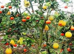 Thăm vườn cây kì quái cho cả trăm triệu đồng