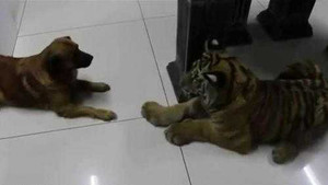 Clip: Chúa sơn lâm bị chó nhà dọa khiếp vía