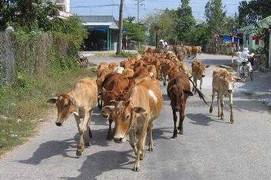Mỗi ngày hàng trăm trâu bò ồ ạt 'vượt biên' vào VN