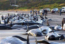 Clip: Gần 40 con cá voi hoa tiêu mắc cạn trên bờ biển