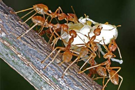 Loài kiến ma chuyên hút máu đồng loại