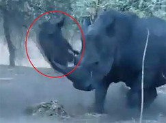 Clip: Cả gan 'hôi của', lợn lòi bị tê giác húc tung