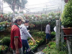 Hoa kiểng Sài Gòn tấp nập xuống phố