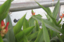 Thấy xác người, quăng cần câu tháo chạy