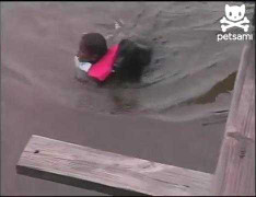 Clip: Chó tinh ranh cứu em bé thoát chết đuối