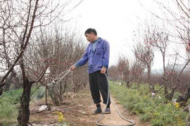 Chủ vườn dự đoán giá đào tết Giáp Ngọ