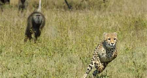 Clip: Khỉ baboon đuổi báo hoa chạy bán sống bán chết