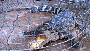 Cá sấu liên tục 'viếng thăm' nhà dân