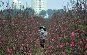 Đào vẫn nở thắm trên đất làng La Cả