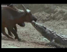 Tấn công hụt, cá sấu bị trâu rừng lôi lên bờ thê thảm