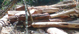 Đi câu cá, 'câu' được cây sưa trị giá 20 tỷ đồng