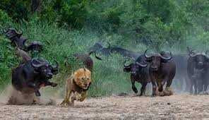 Clip: Bầy trâu tác chiến đánh chết sư tử đực